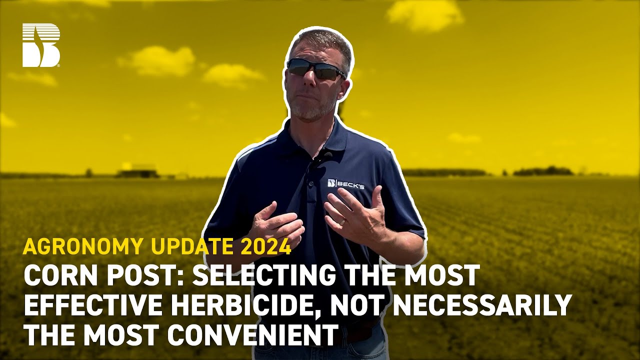 Corn POST: Selecting The Most Effective Herbicide | Beck's Agronomy Update