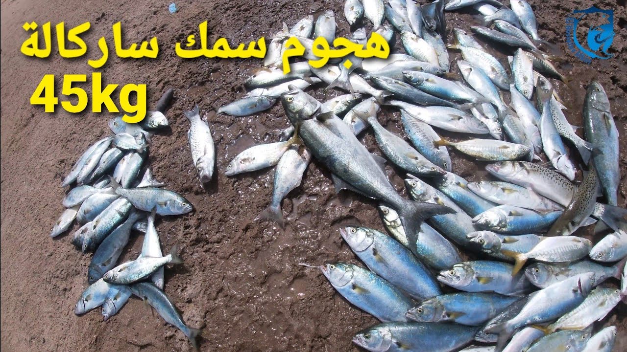 فراجة بمعنى الكلمة مع سمك ساركالة  ( الجزءالخامس)