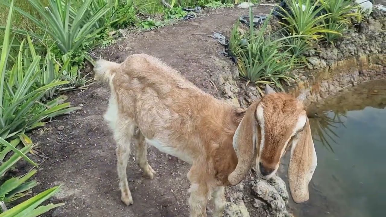 BAGAIMANA CARA MENGHILANGKAN KUTU DI BADAN KAMBING??TIPE JITU DENGAN BAHAN SEDERHANA ‼️