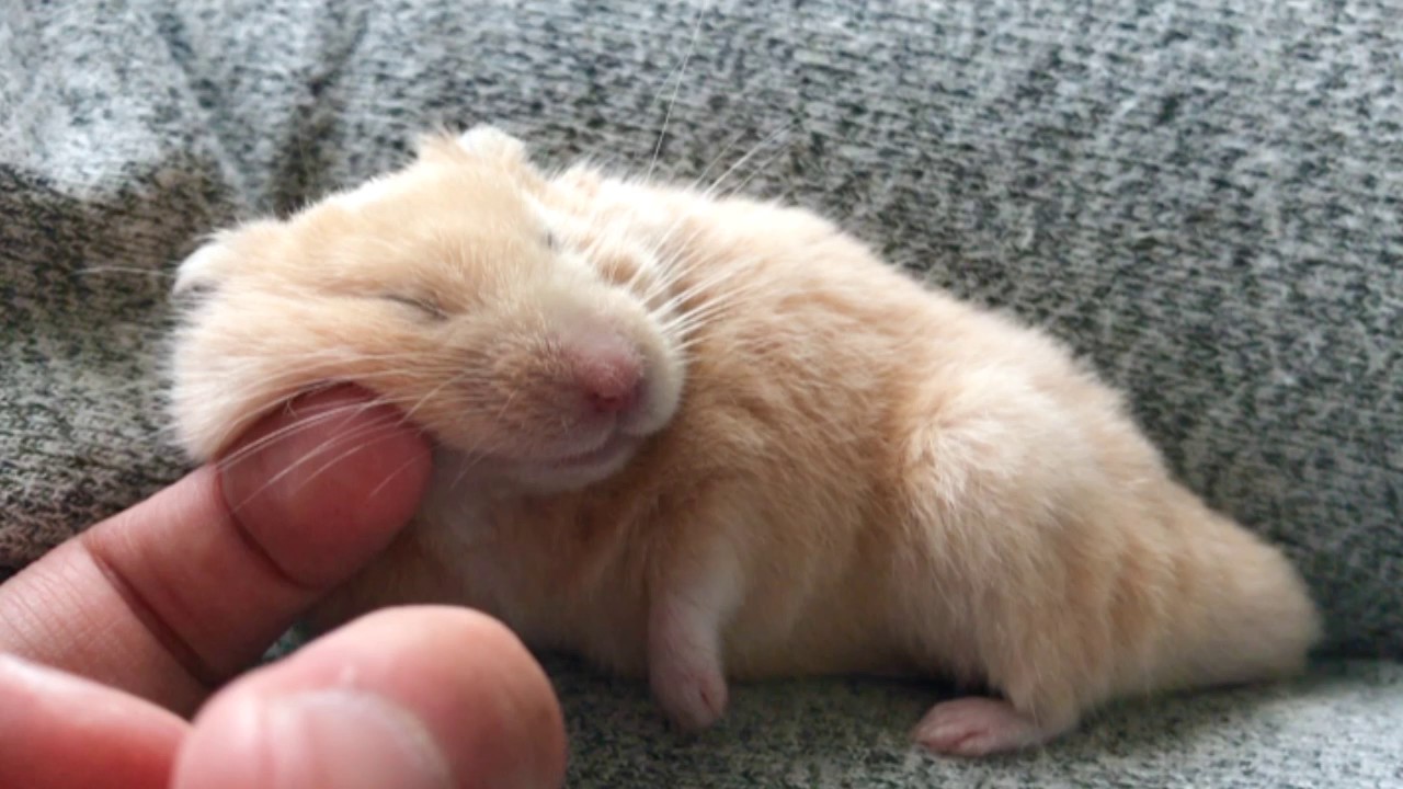 眠すぎるキンクマハムスター🐹