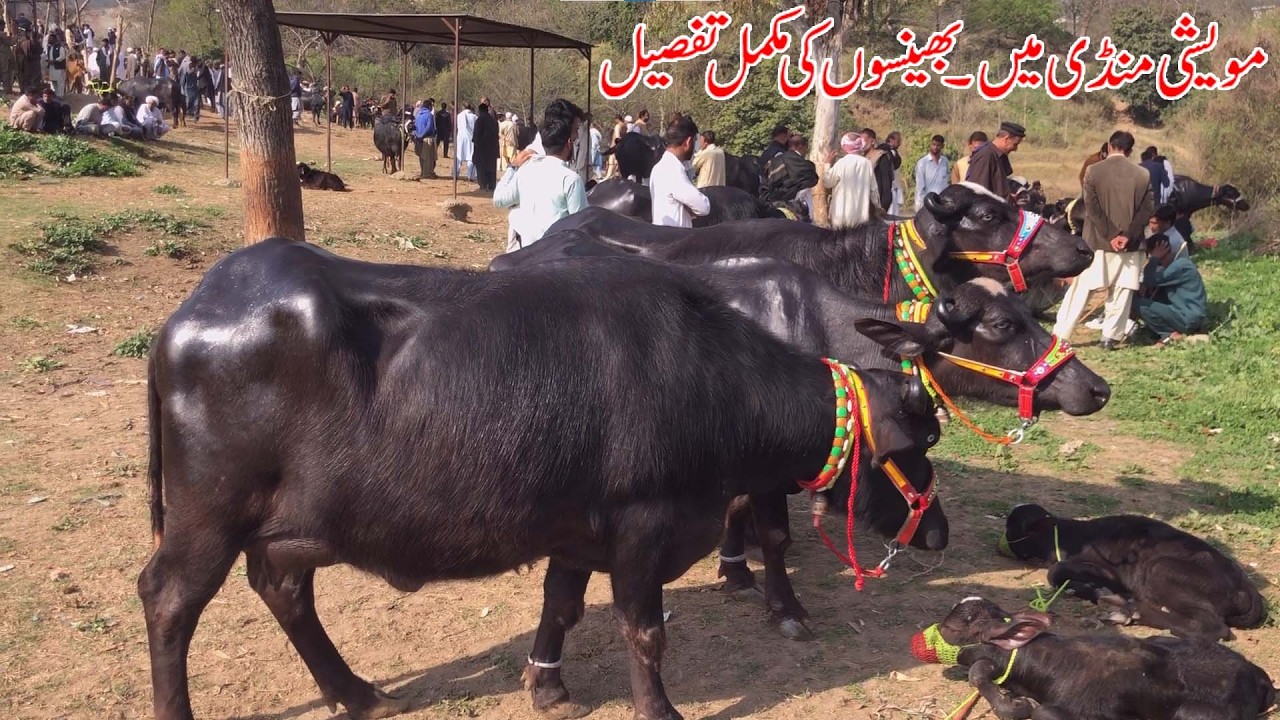 Wadiebanah Digital Khuiratta, Kotli  A.k