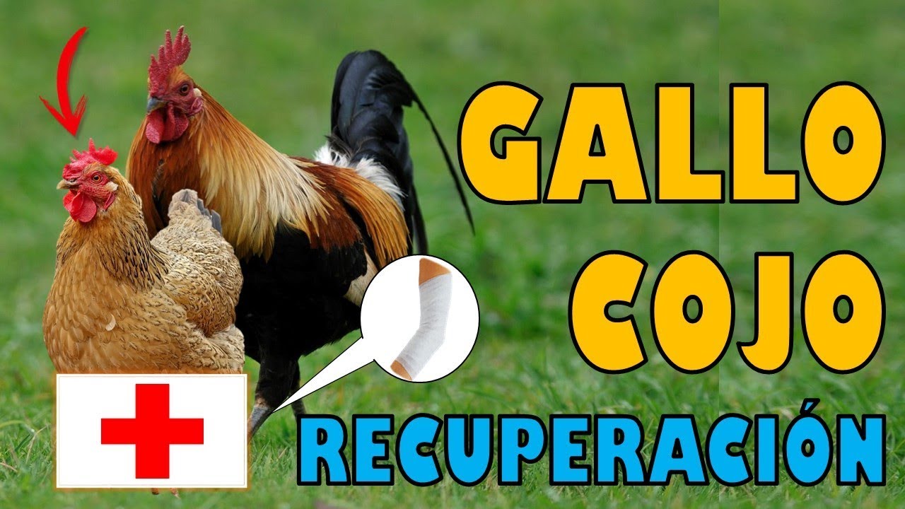 Como Recuperar a un Gallo o Pollo que Quedó Cojo
