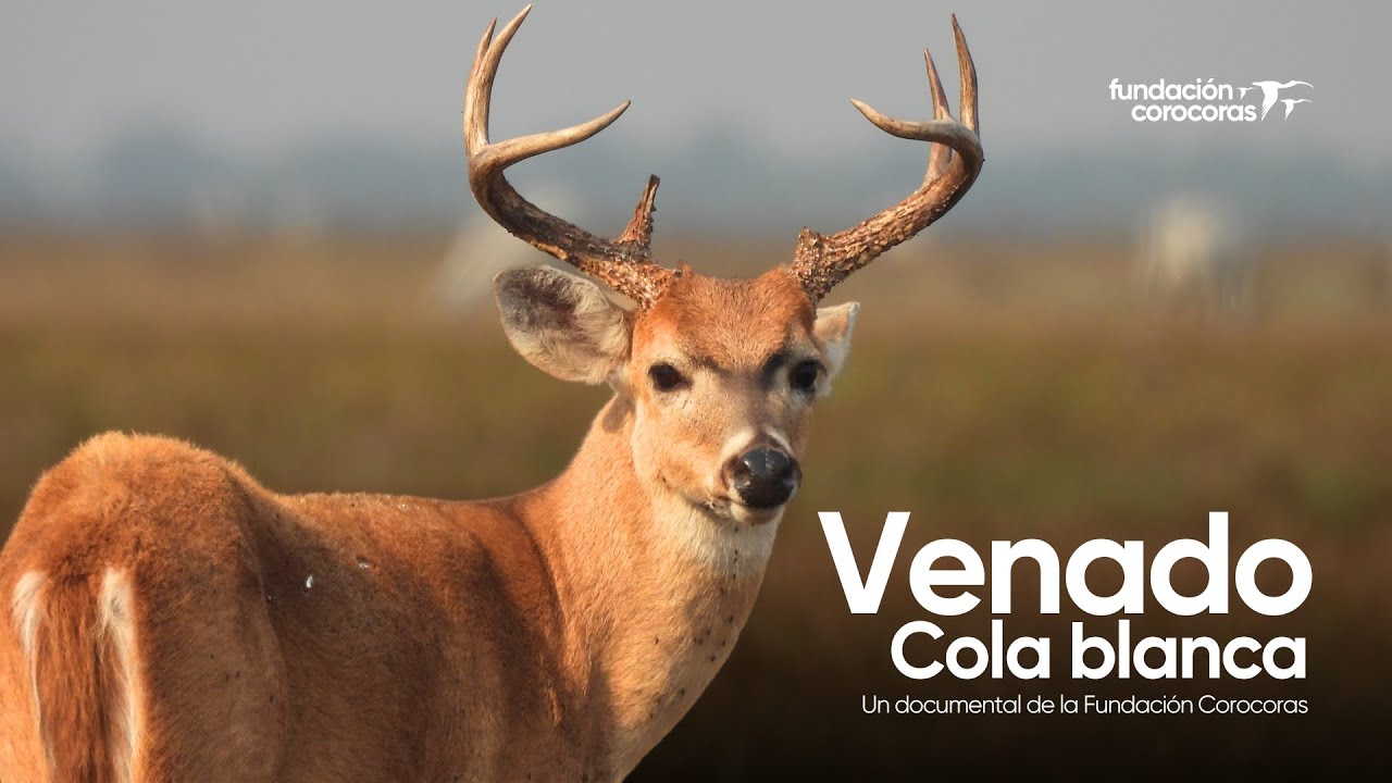 Documental | Venado cola blanca
