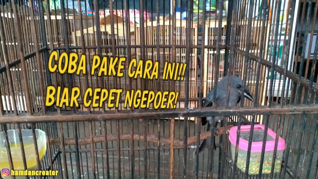 CARA PERAWATAN BURUNG SAERAN GUNTING ABU BIAR CEPET NGEPOER