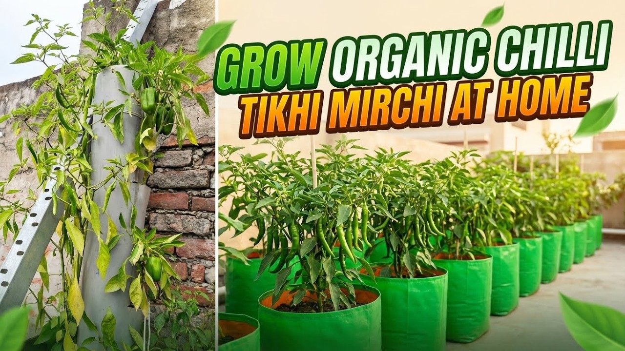 घर पर तीखी ऑर्गेनिक हरि मिर्च कैसें उगाए | How to Grow Organic Chilli ( Mirchi ) at Home 🌶️