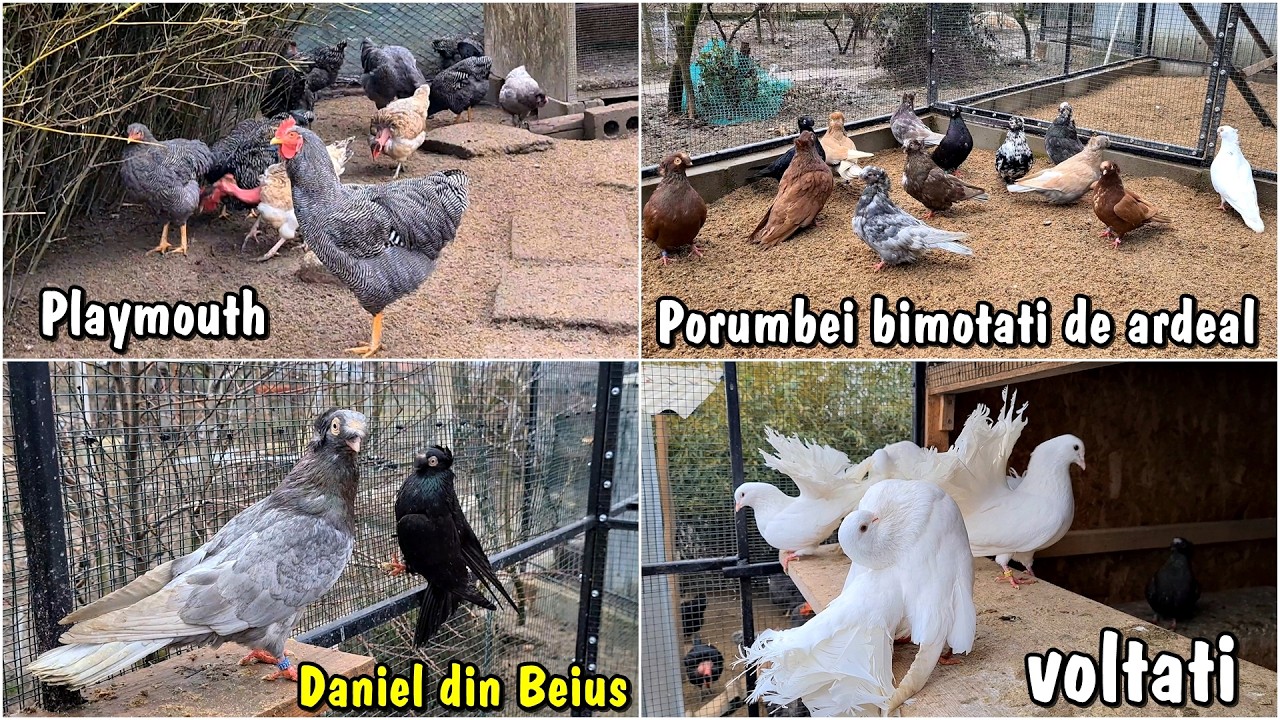 Viața la țară - Porumbei Jucători Bimoțați de Ardeal + Găini Plymouth Rock la un crescător din Beiuș