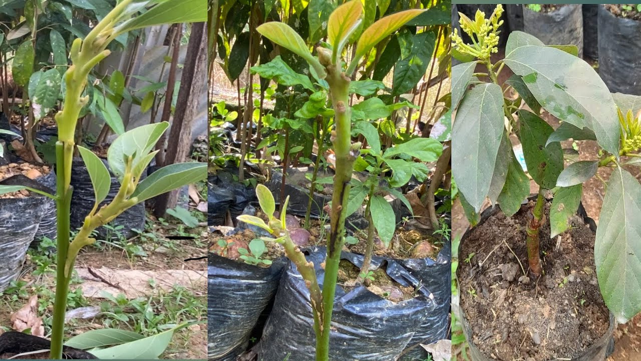 New Method of Double GRAFTING Avocado for Beginner | growing avocado from seed
