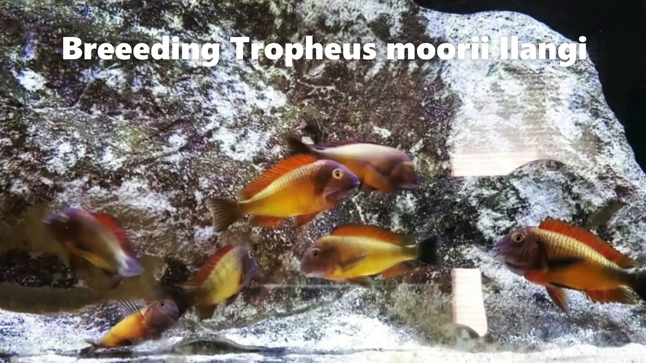 Tropheus moorii Ilangi Breeding Group
