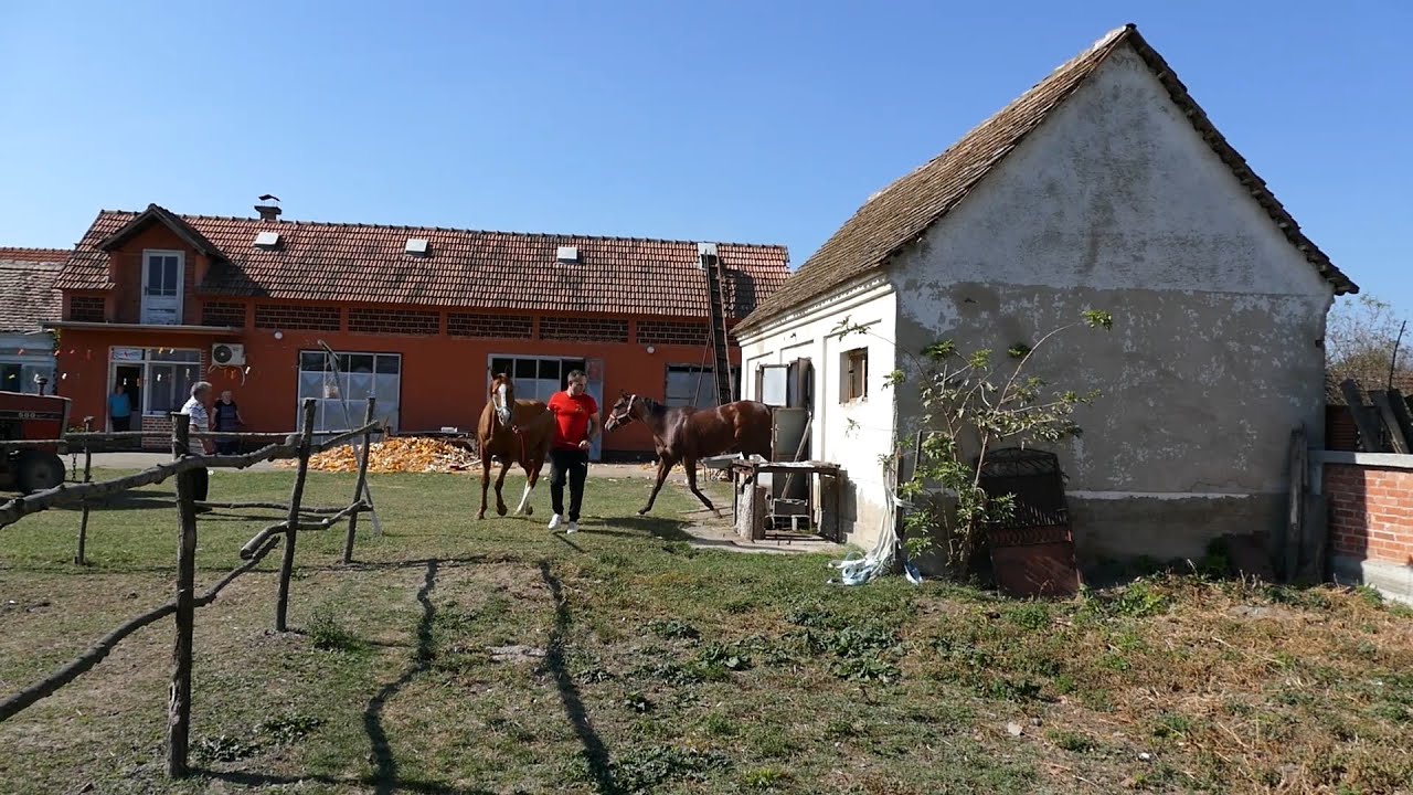 Konjari u Mačvi čuvaju tradiciju domaćeg odgoja - Štala Isaković Metković