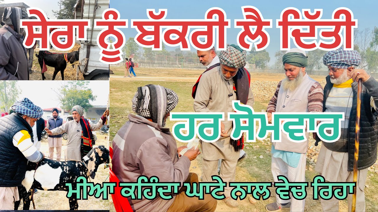 ਰਾਜੂ ਤੇ ਸਦੀਕ ਨੇ ਮੀਆ ਤੋ ਸੇਰਾ ਨੂੰ ਬੱਕਰੀ ਲੈ ਦਿੱਤੀ ਮੀਅਆ ਕਹਿੰਦਾ ਘਾਟੇ ਨਾਲ ਵੇਚੀ ਆ😱#bakramandi #naveedkhango