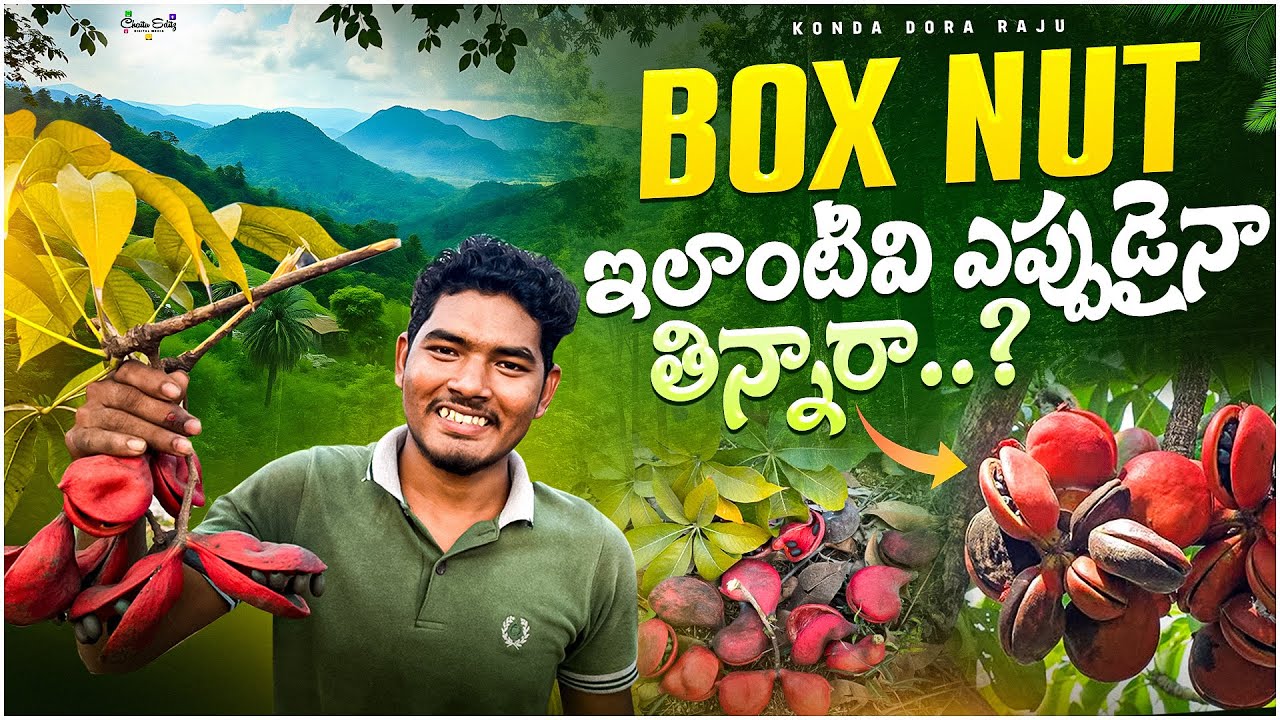 Boxnut: Exploring the Wild Almond | ఇలాంటి కాయలు తినటం మొదటిసారి