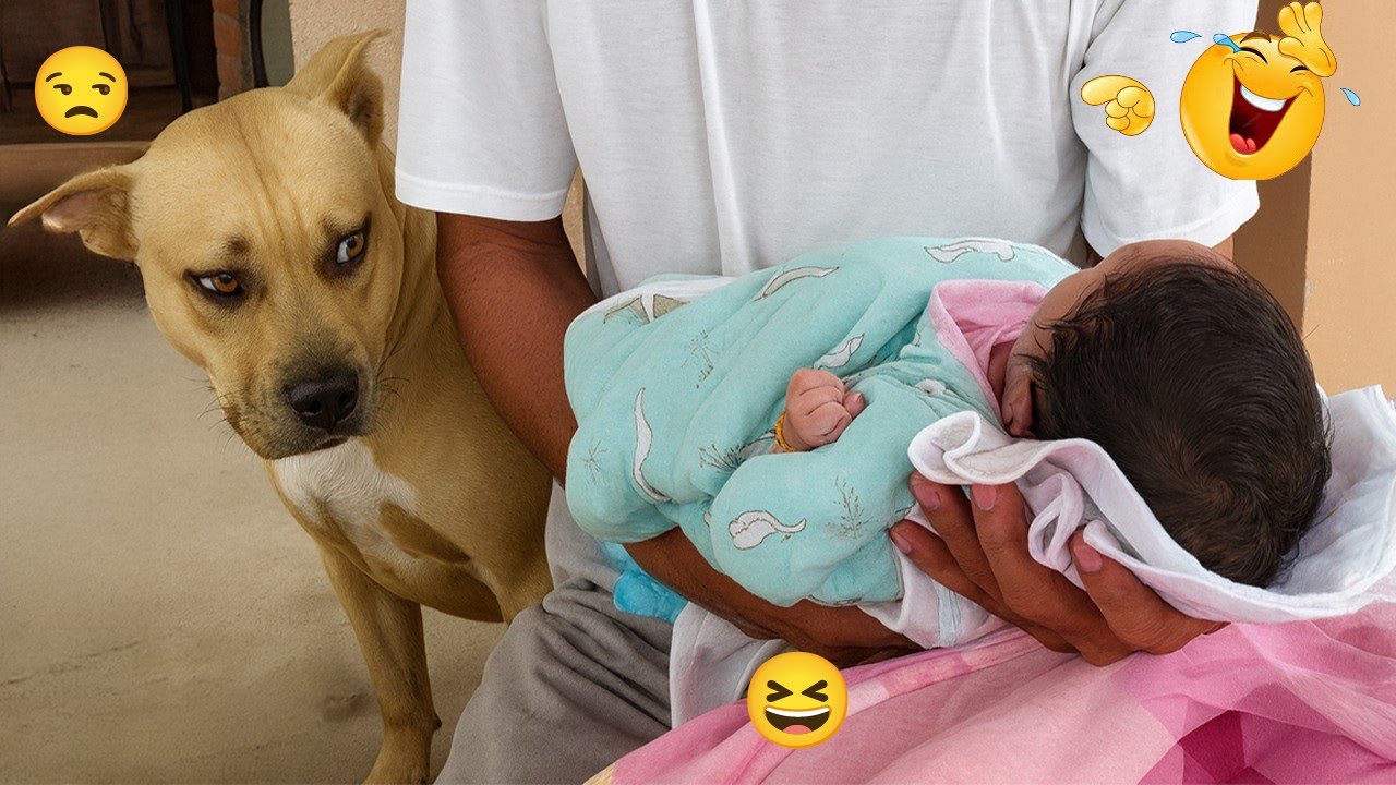 Hilarious Dogs 2026 😂🐕 Impossible Not to Laugh at These Funny Dog Moments #20