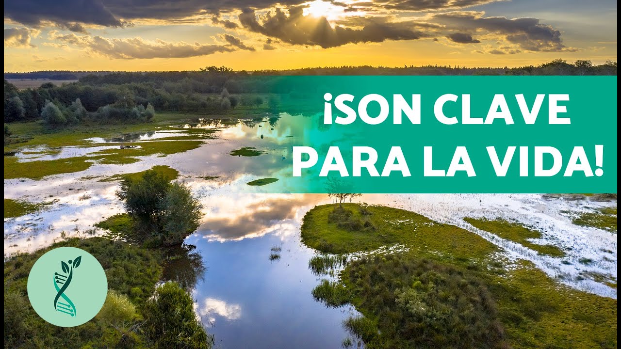🌍🌱 ¿Qué SON los HUMEDALES y POR QUÉ son IMPORTANTES? 💧 (Explicación PARA NIÑOS y CARACTERÍSTICAS)