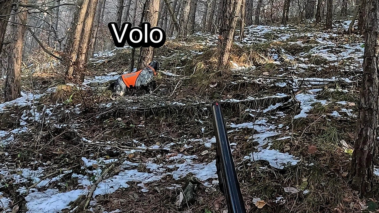 Elusive presenze nel bosco  #woodcock #hunting woodcock #beccaccia video 4 k