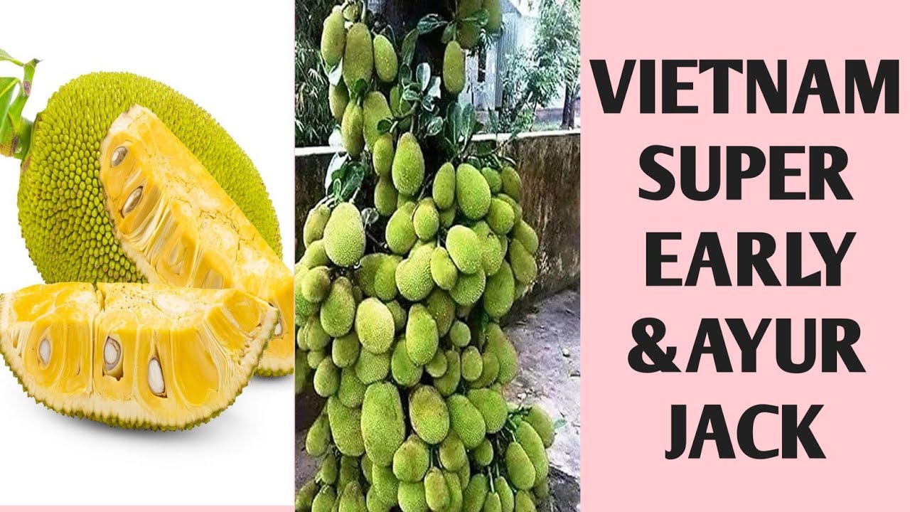 VIETNAM SUPER EARLY JACKFRUIT