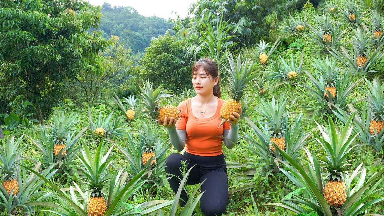 Harvesting Pineapple Fruit Goes To Market Sell - Harvest and preserving corn | My Bushcraft