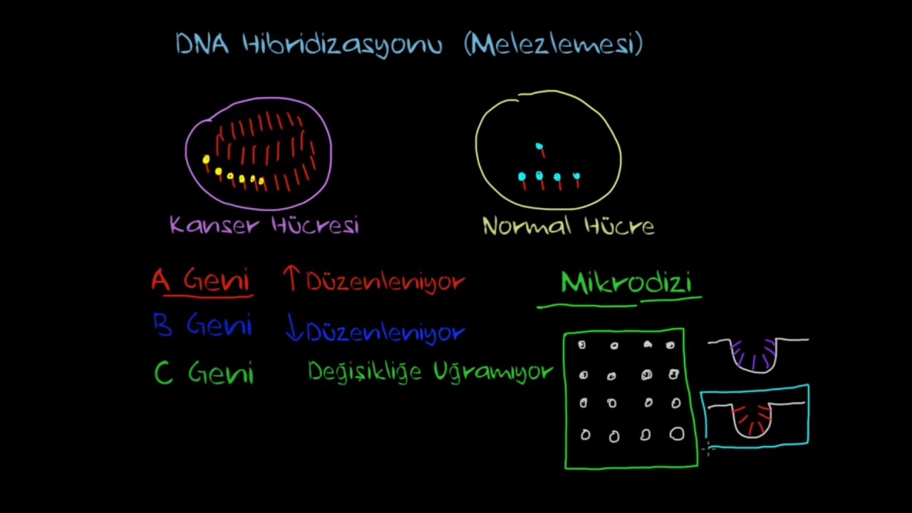 Hibridizasyon (Mikrodizi) (Biyoloji / Biyomoleküller)