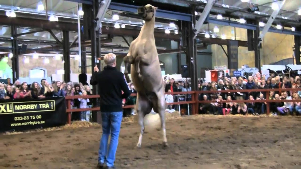 Tobbe Larsson & Nicke på Hästmässan, Åhaga, Borås 1.1.wmv