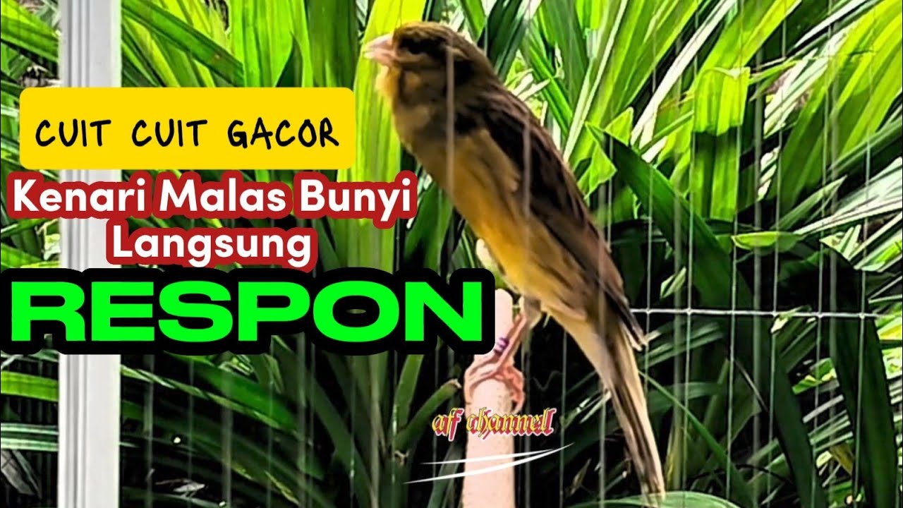 KENARI GACOR CUIT CUIT MEMANGGIL LAWAN BIKIN EMOSI |08| COCOK BUAT PANCINGAN KENARI BELAJAR BUNYI