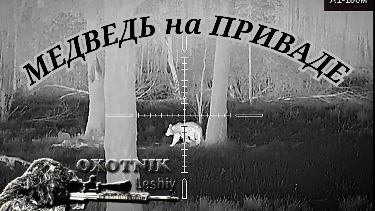 Молодой МЕДВЕДЬ бросился удирать услышав приближающийся треск...