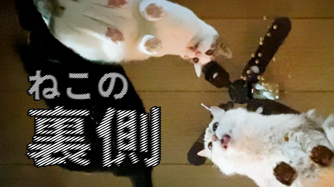 見上げてごらん 猫たちの裏側を