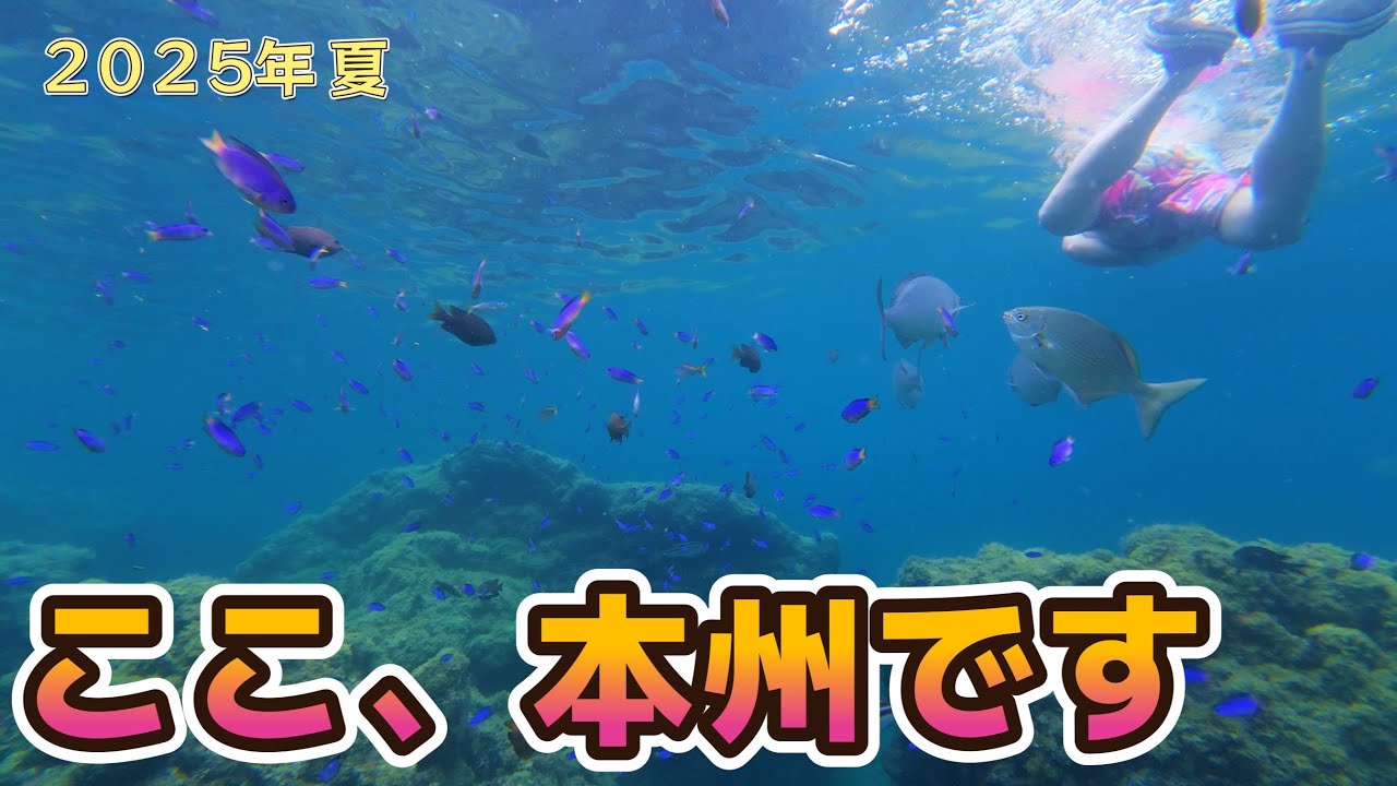 魚に囲まれて泳ぐ休日｜ここ、本州です。ヒリゾ浜で味わう“海の別世界”【2025年版】