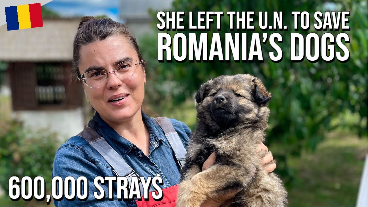 Спасение бездомных собак Румынии | DoGood Rescue