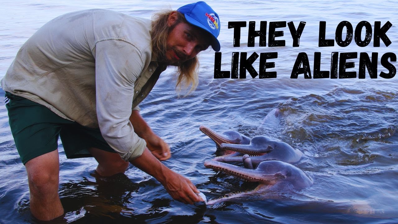 Meeting with Amazon river dolphins
