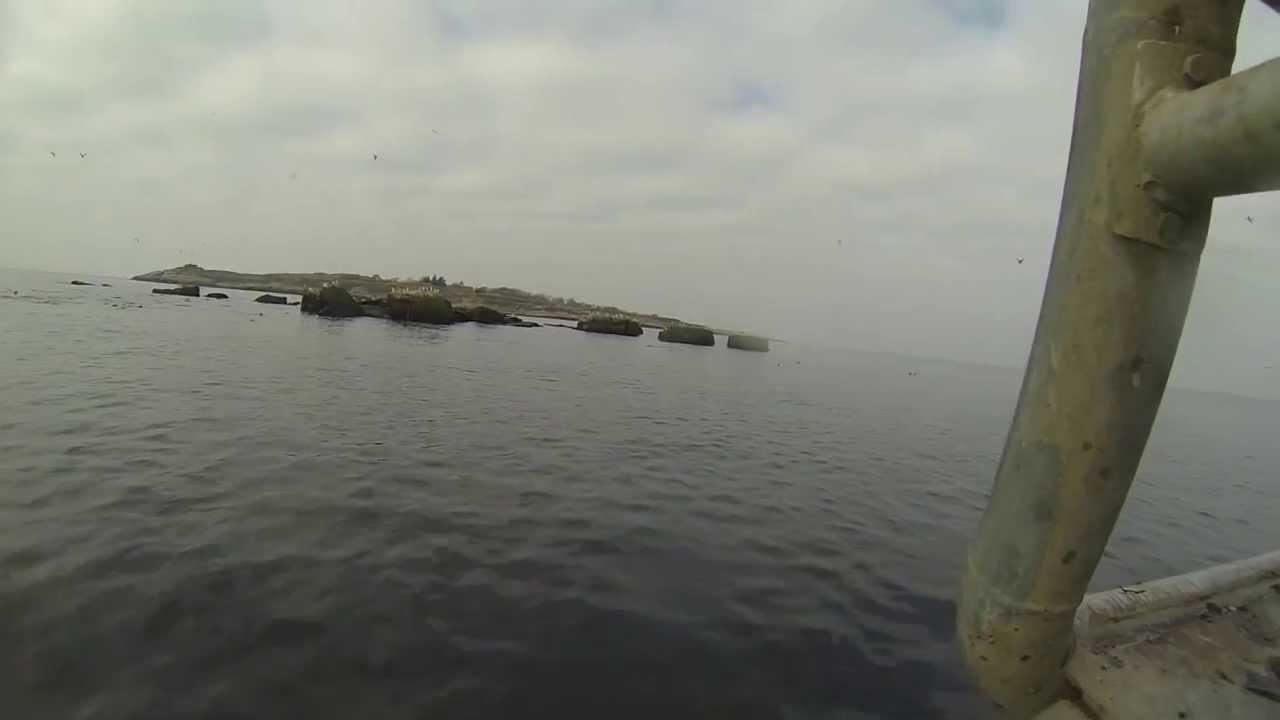 Red Bornholms Fiskere - Sæler ved Christiansø spiser torsk.
