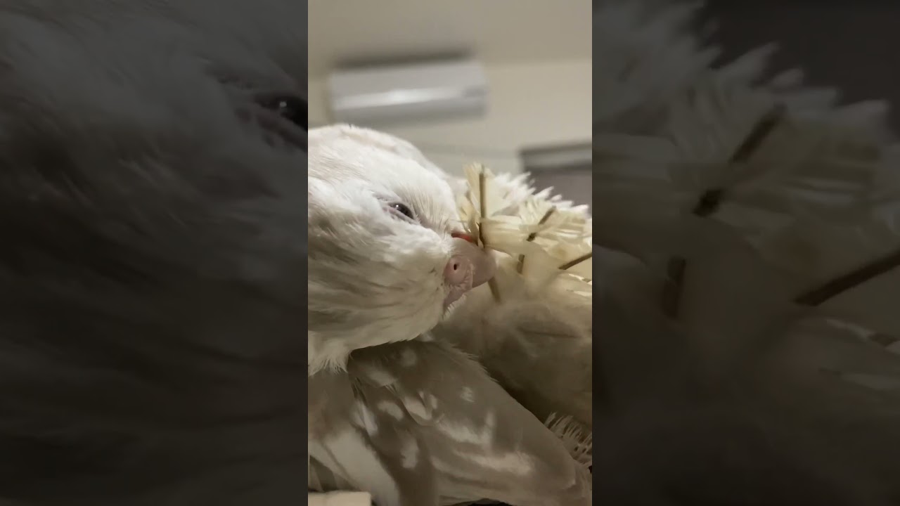 Preening Time with Hedwig! #shortsyoutube #bird #shortsfeed #pet