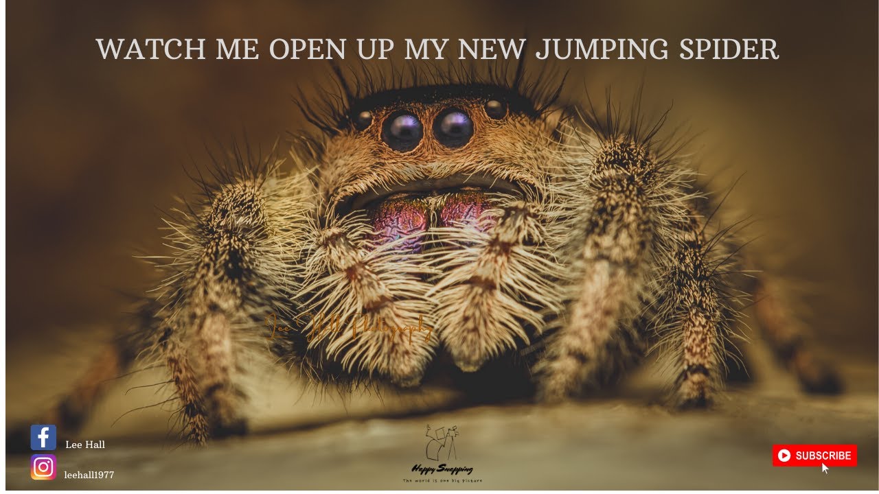 Watch me open up my new jumping spider