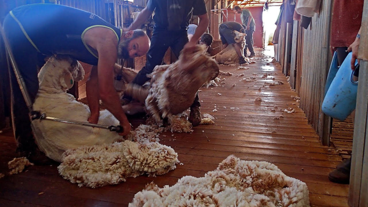 Shearing on the rocket range