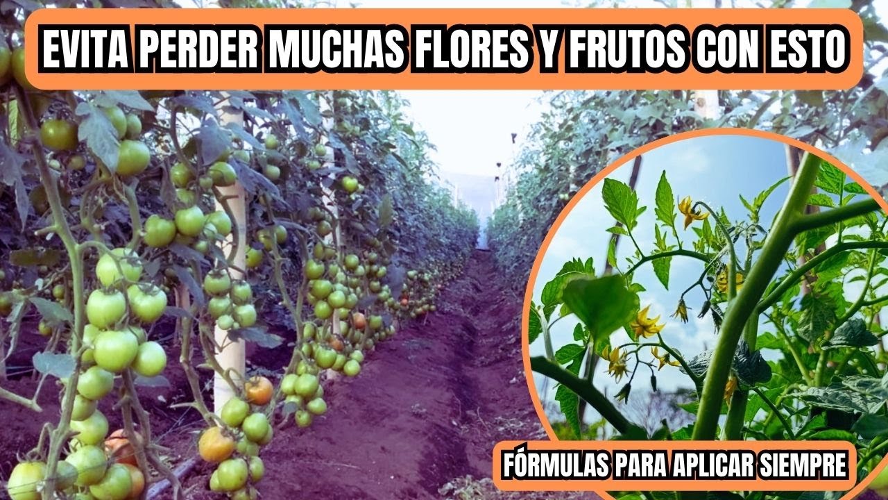 ¡Los 3 BIOESTIMULANTES que SÍ DEBERÍAS USAR SIEMPRE en TOMATE CHONTO!