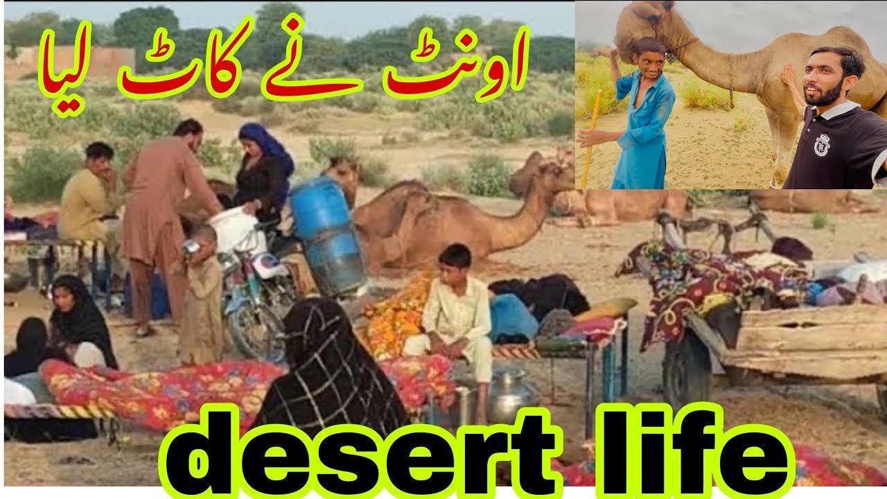 Desert life in pakistan || Camel ne muj py attack kar deya || 