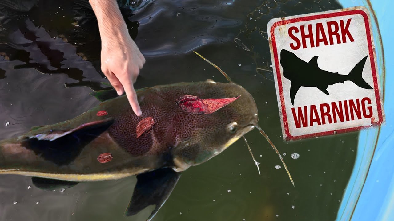 MONSTER DEAD Pet Fish Found in Aquarium!