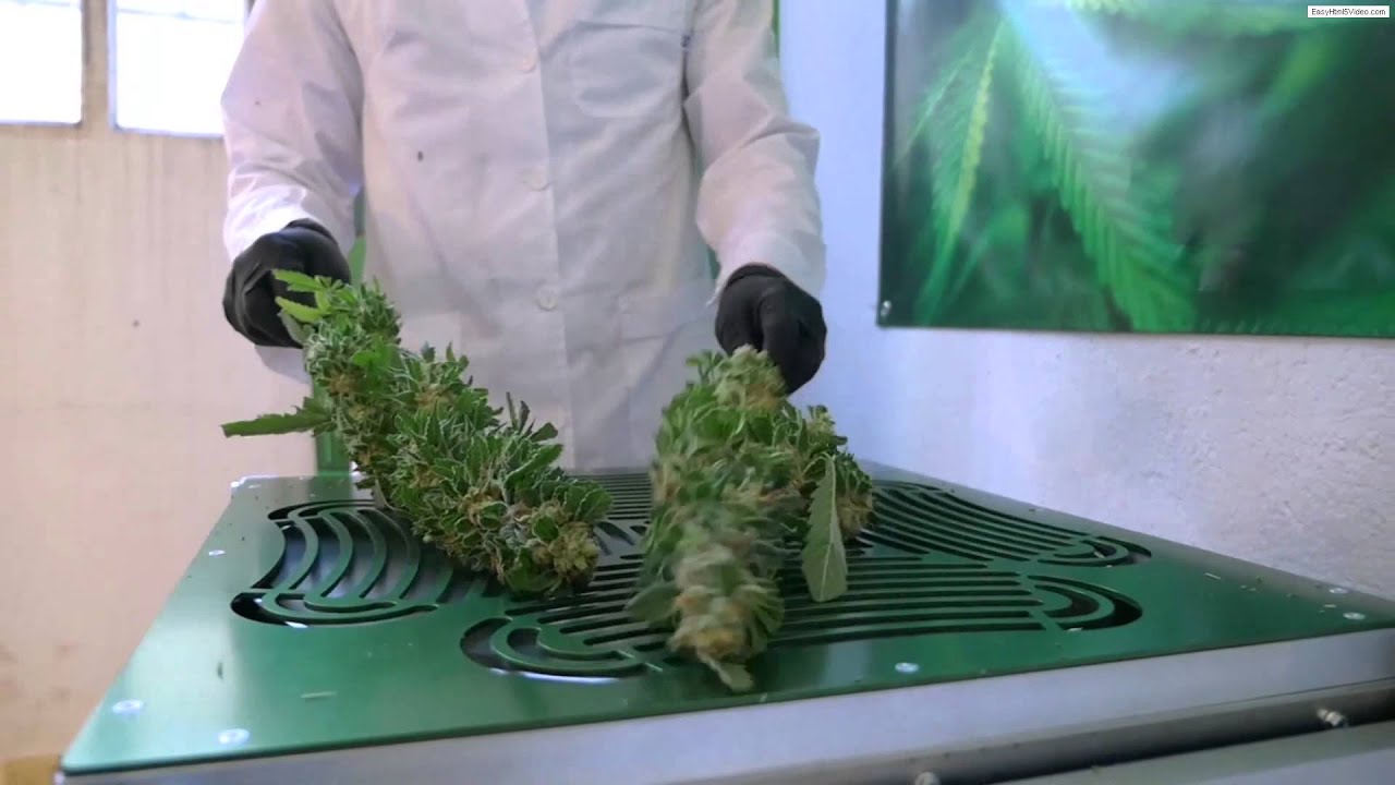 PELADORA COGOLLOS DE ORUGAVERDE