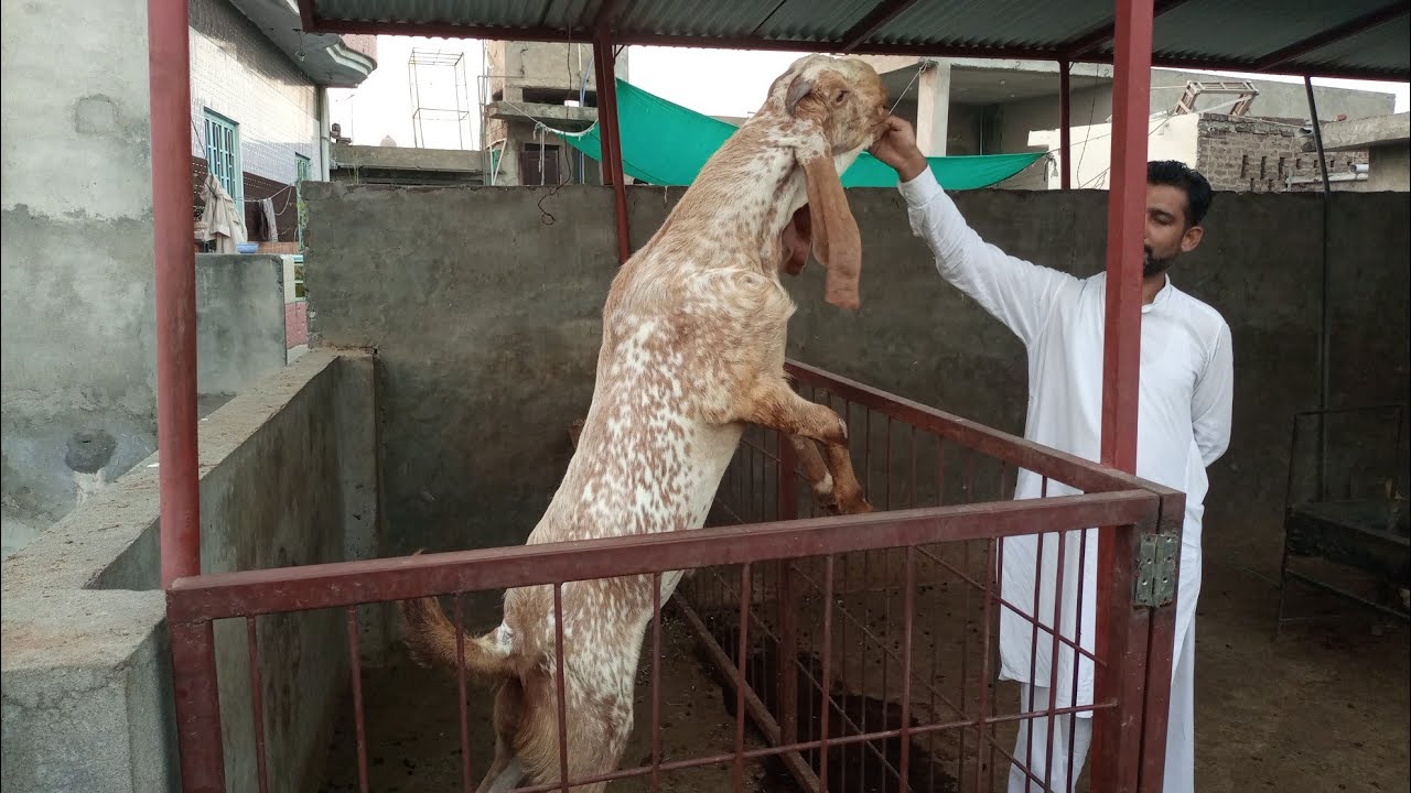 Big breeder at ROOFTOP | Real & beautifulRooftop Goat farm Setup