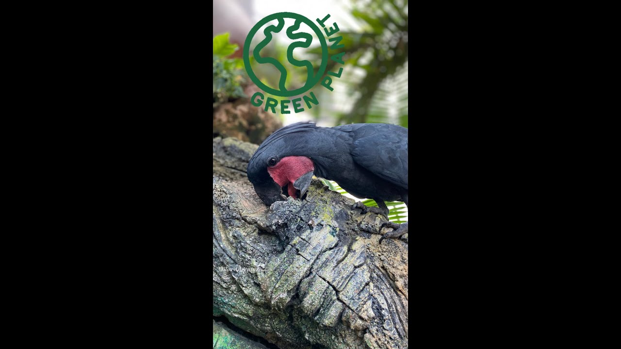 GREENPLANET DUBAI- PARROT ENCLOSURE