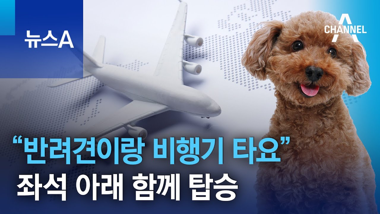 “반려견이랑 비행기 타요”…좌석 아래 함께 탑승 | 뉴스A