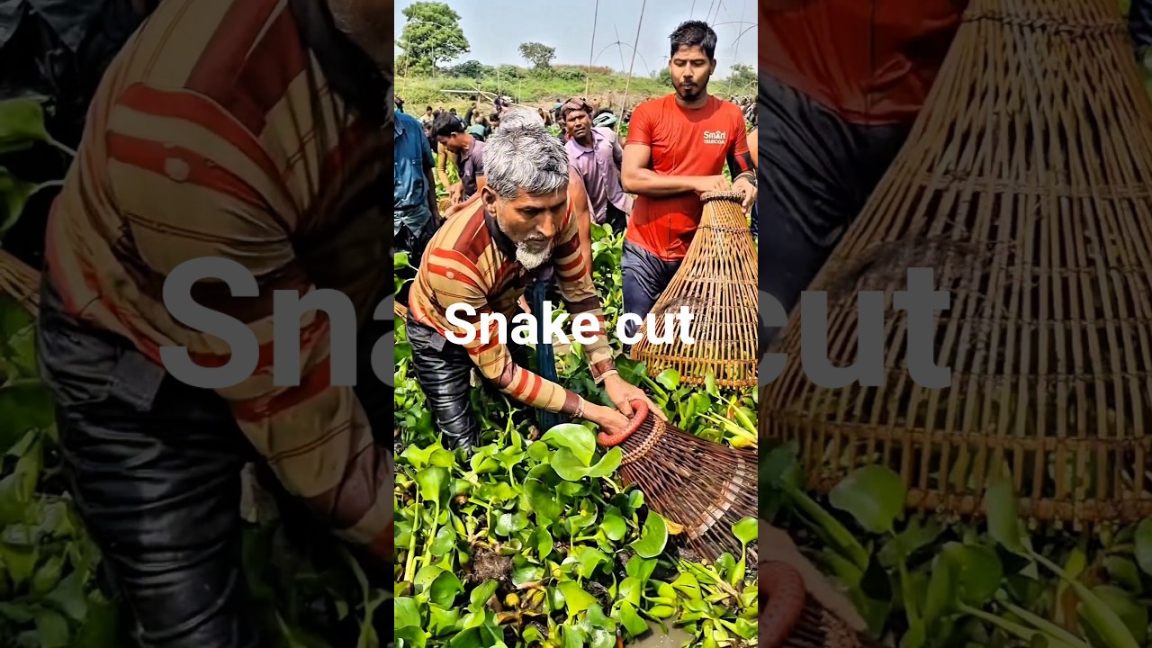danger fishing when a snake bit him #shorts @AdiFishman @RAWWFishing @Banglaamar195