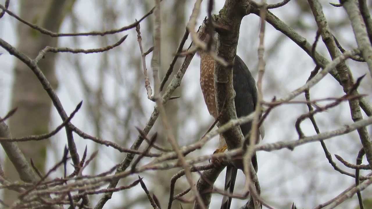 Accipiter hawk watching me
