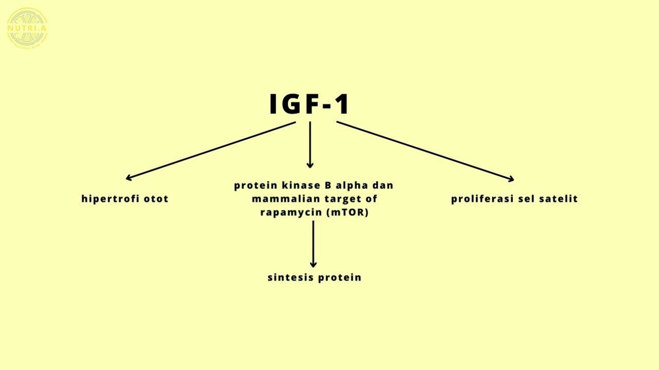 Protein dalam Otot