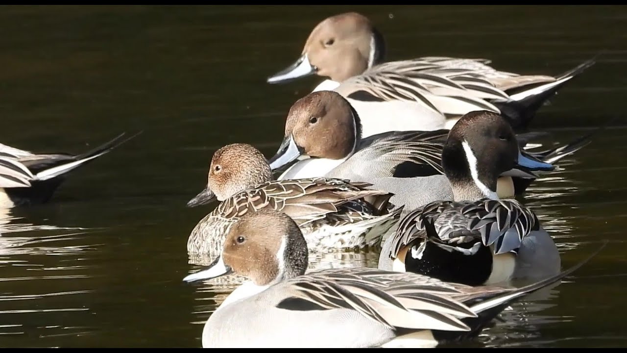 A Peaceful Winter Day with Northern Pintails