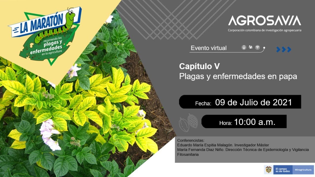 La maraton Capitulo V Plagas  y enfermedades en el cultivo de la papa