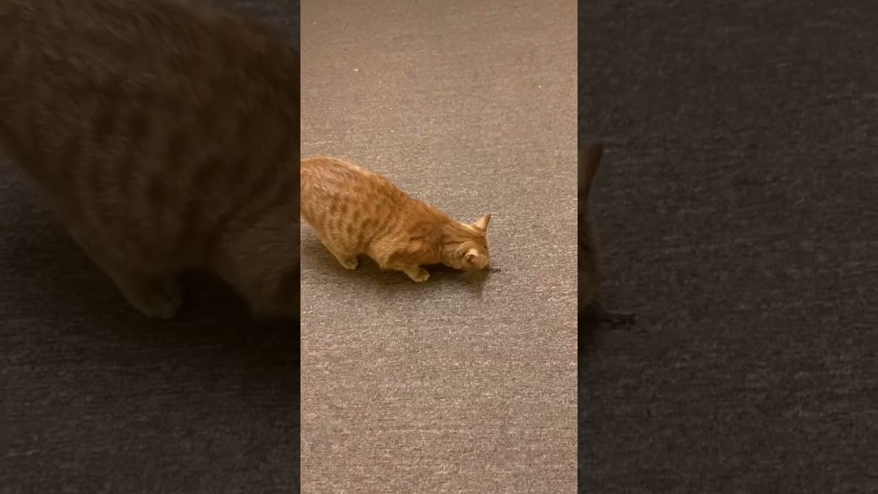 Cat loves Gra$$hopper‼️ 