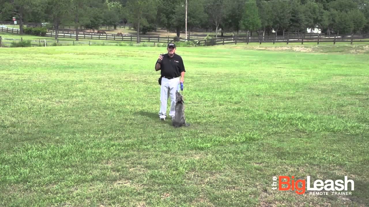 Introducing Your Dog to the BigLeash Remote Training Collar