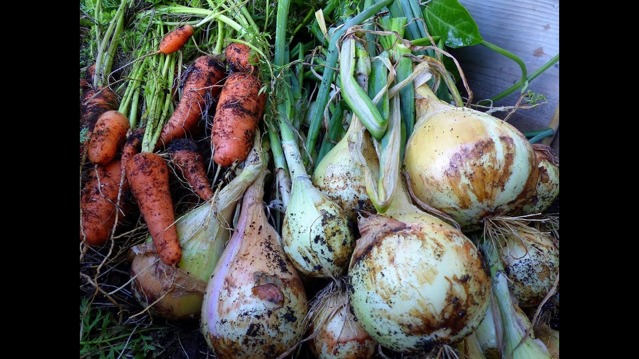 Onion and Carrot harvest and growing Tips