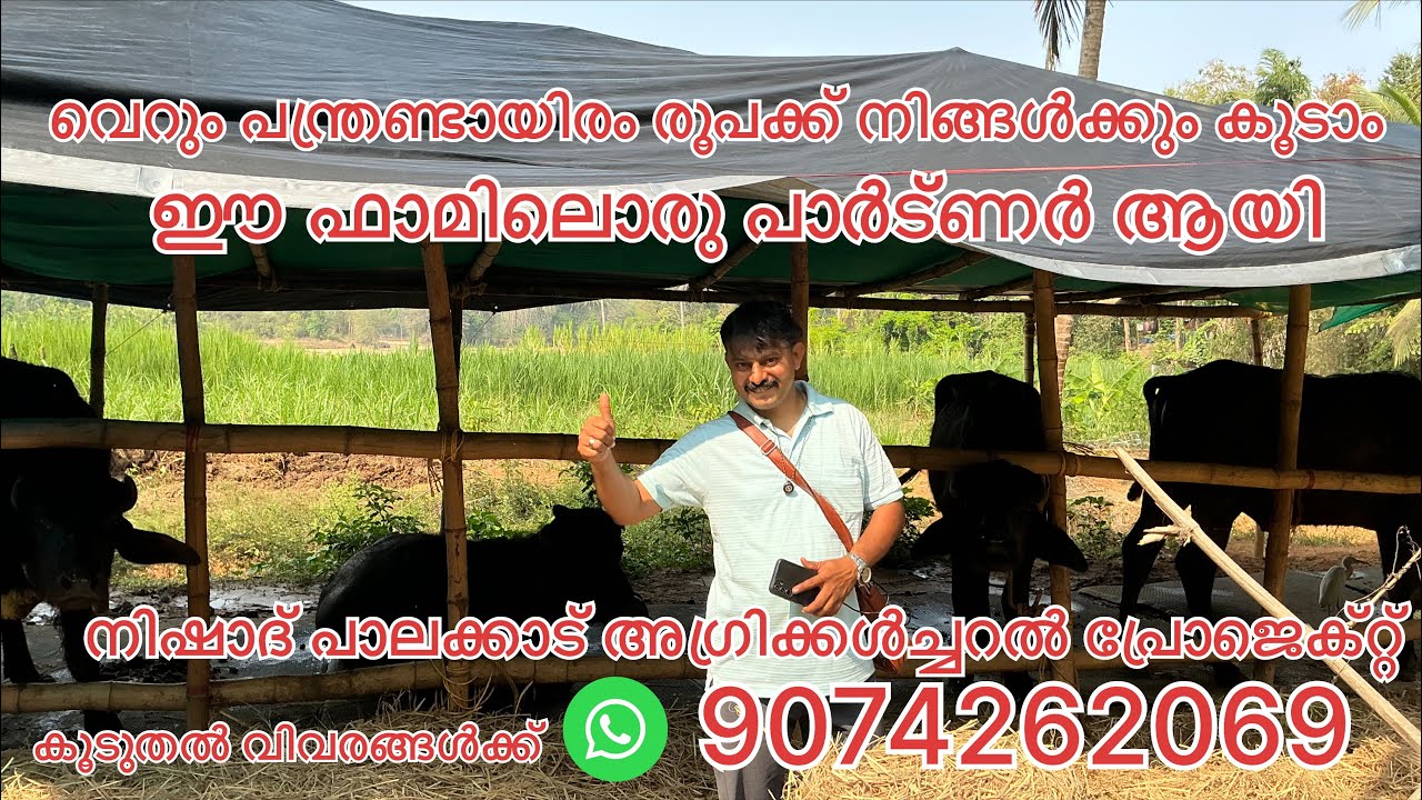 #NP1191#വെറും പന്ത്രണ്ടായിരം രൂപക്ക് #നിങ്ങൾക്കും കൂടാം ഈ ഫാമിൽ ഒരു പാർട്ണർ ആയി#പോത്ത് താറാവ് വാഴ#