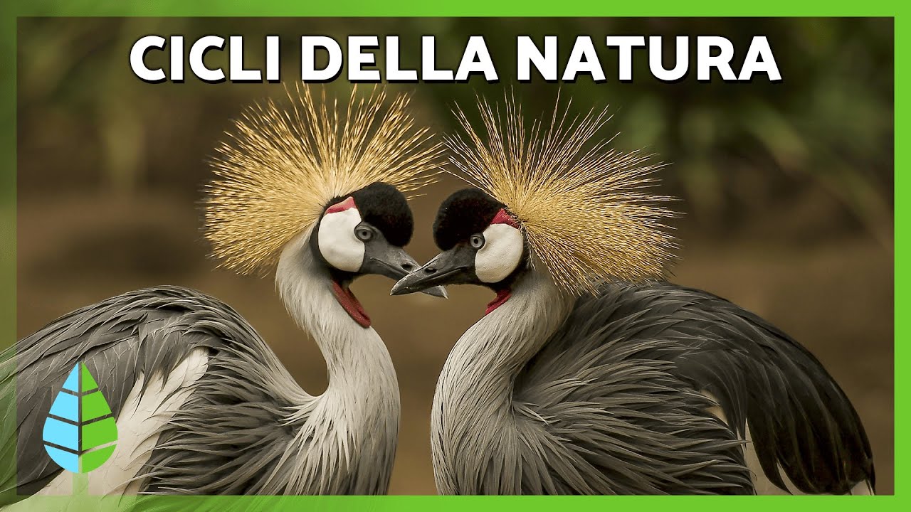 COS'È LA FENOLOGIA 🌻 | A cosa serve, esempi e importanza