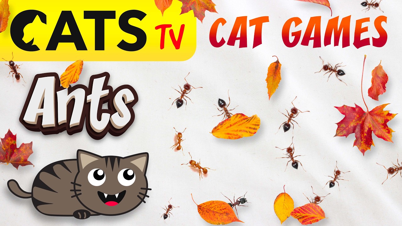 CATS TV 📺 3D Ants 🐜😻  HIDE & SEEK Games for cats 🔊 3D Sound